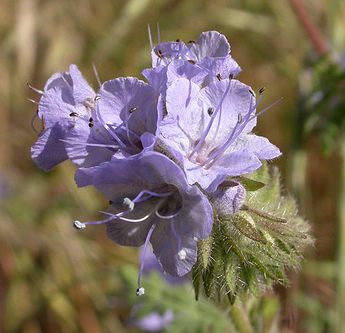 Phacelia tanacetifolia